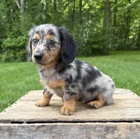 Enzo, a male Dachshund for sale in Middlebury, IN – 2 of 5