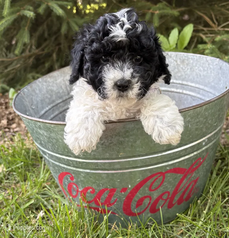 Ava – Havapoo puppy for sale in Middlebury, IN