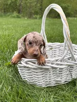 Hilda, a female Dachshund for sale in Middlebury, IN – 2 of 5