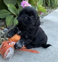 Koko, a female Shih Tzu for sale in Middlebury, IN – 4 of 5
