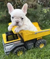 Bruno, a male French Bulldog for sale in Middlebury, IN – 3 of 5