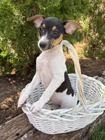 Sam, a male Jack Russell Terrier and Rat Terrier for sale in Middlebury, IN – 3 of 4