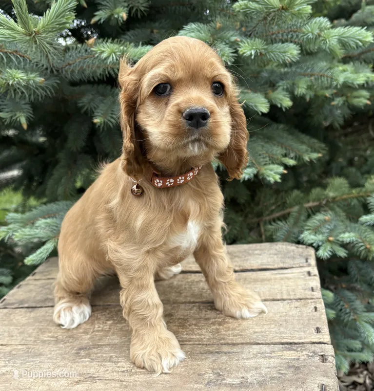 Jasper – Cocker Spaniel puppy for sale in Middlebury, IN
