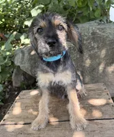 Tia, a female Schnoodle for sale in Middlebury, IN – 3 of 4