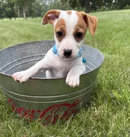 Rio, a male Jack Russell Terrier for sale in Middlebury, IN – 2 of 4