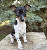 Rory , a female Rat Terrier for sale in Middlebury, IN – 1 of 4