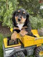 Hendrix , a male Dachshund for sale in Middlebury, IN – 2 of 4
