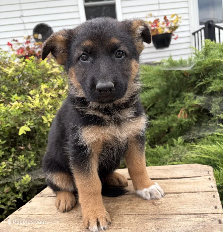 Delaney – German Shepherd Dog puppy for sale in Middlebury, IN