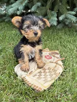 Joey , a female Yorkshire Terrier for sale in Middlebury, IN – 4 of 4