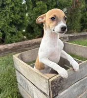 Stella, a female Jack Russell Terrier and Rat Terrier for sale in Middlebury, IN – 4 of 5