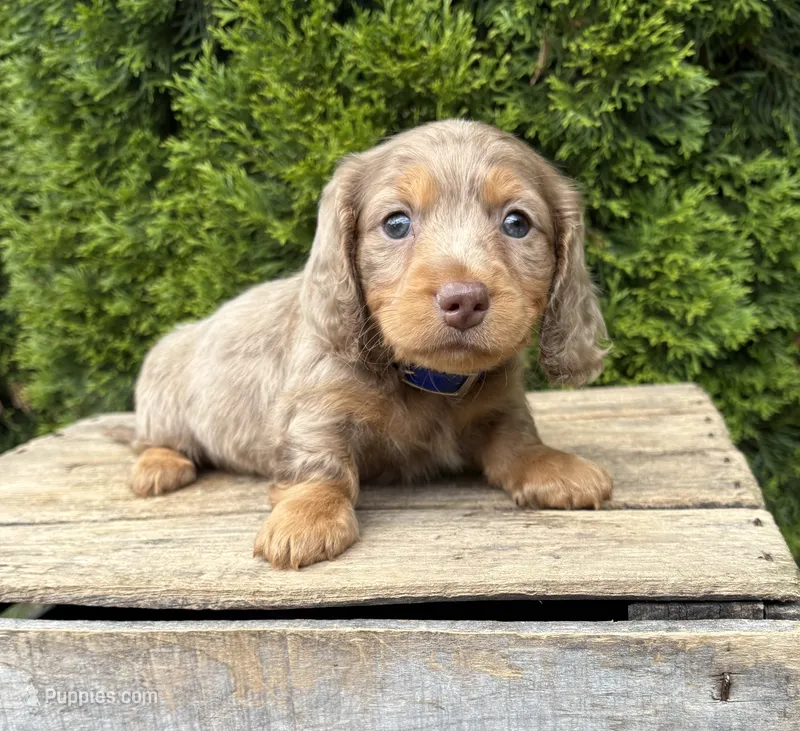 Sebastian  – Dachshund puppy for sale in Middlebury, IN