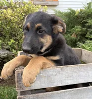 Dakota , a female German Shepherd Dog for sale in Middlebury, IN – 2 of 5