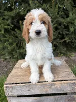 Beau, a male Miniature Goldendoodle for sale in Middlebury, IN – 3 of 4
