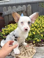 Naomi, a female Pembroke Welsh Corgi for sale in Middlebury, IN – 4 of 4