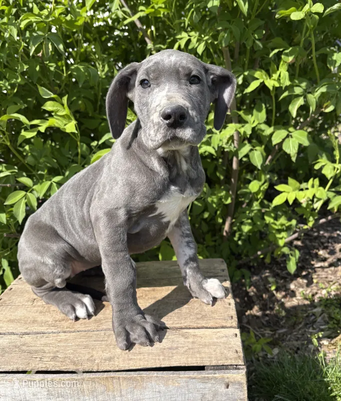 Tess – Great Dane puppy for sale in Middlebury, IN