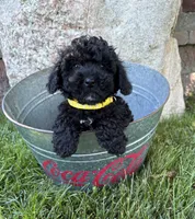 Austin , a male Havapoo for sale in Middlebury, IN – 2 of 4