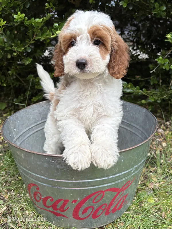 Abe – Miniature Goldendoodle puppy for sale in Middlebury, IN