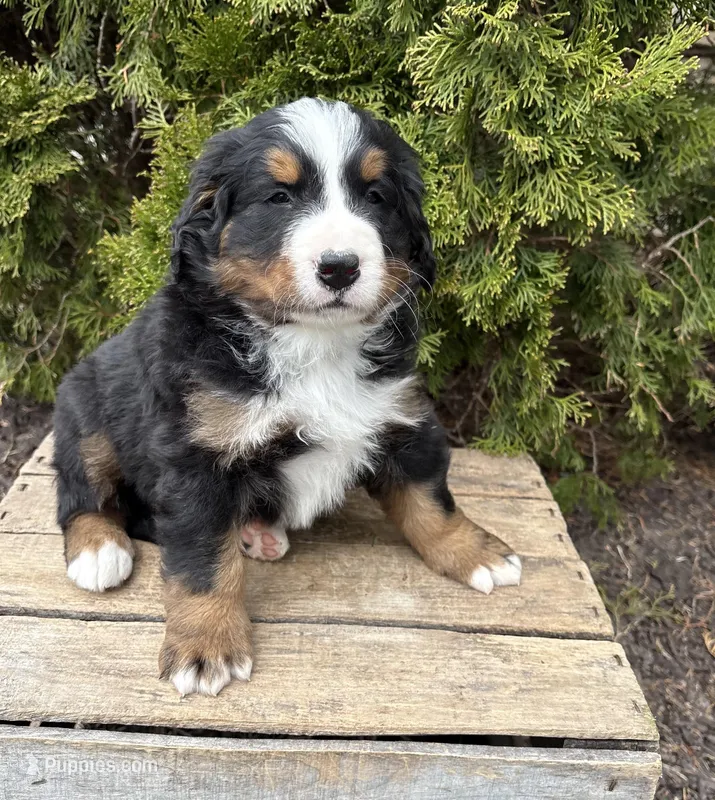 Milo – Bernese Mountain Dog puppy for sale in Middlebury, IN