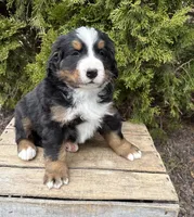 Milo, a male Bernese Mountain Dog for sale in Middlebury, IN – Photo 1 of 4