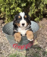 Milo, a male Bernese Mountain Dog for sale in Middlebury, IN – Photo 3 of 4