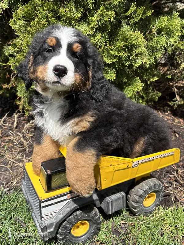 Milo – Bernese Mountain Dog puppy for sale in Middlebury, IN