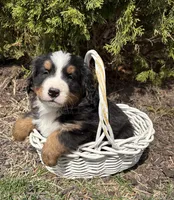 Milo, a male Bernese Mountain Dog for sale in Middlebury, IN – Photo 2 of 4