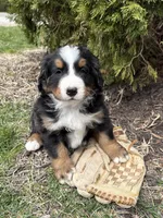 Milo, a male Bernese Mountain Dog for sale in Middlebury, IN – Photo 4 of 4