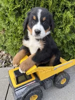 Benson, a male Bernese Mountain Dog for sale in Middlebury, IN – 4 of 4