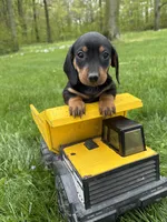 Hiram, a male Dachshund for sale in Middlebury, IN – 3 of 4