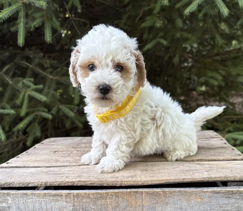 Arlo – Havapoo puppy for sale in Middlebury, IN