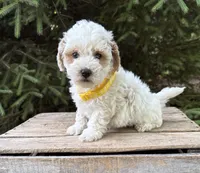 Arlo, a male Havapoo for sale in Middlebury, IN – 1 of 5