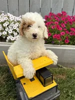 Cooper, a male Miniature Goldendoodle for sale in Middlebury, IN – 2 of 4