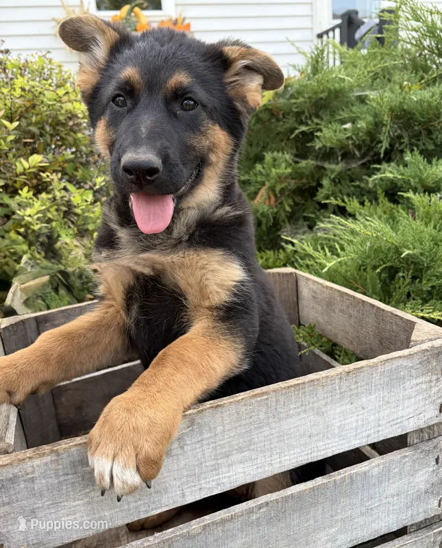Demi – German Shepherd Dog puppy for sale in Middlebury, IN
