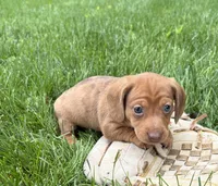 Raine, a female Dachshund for sale in Middlebury, IN – 3 of 6