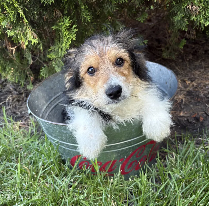 Rio – Yorkshire Terrier puppy for sale in Middlebury, IN