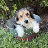 Rio, a male Yorkshire Terrier for sale in Middlebury, IN – 1 of 5