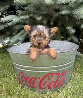 Jinger, a female Yorkshire Terrier for sale in Middlebury, IN – 4 of 4