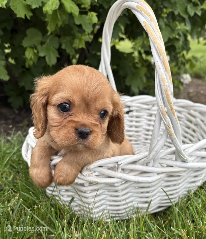 Calihan – Cavalier King Charles Spaniel puppy for sale in Middlebury, IN