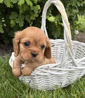 Calihan, a male Cavalier King Charles Spaniel for sale in Middlebury, IN – 1 of 4
