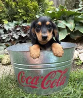 Remington, a male Dachshund for sale in Middlebury, IN – 2 of 4