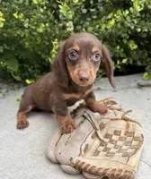 Leo, a male Miniature Dachshund for sale in Middlebury, IN – 2 of 4