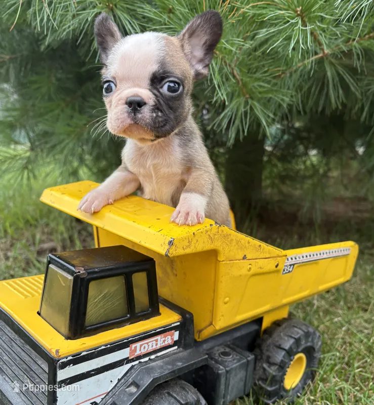 Duncan – French Bulldog puppy for sale in Middlebury, IN