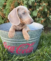 Boone, a male Miniature Dachshund for sale in Middlebury, IN – 1 of 5