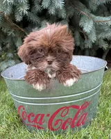 Lainey, a female Shih Tzu for sale in Middlebury, IN – 3 of 4