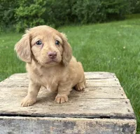 Rhea, a female Dachshund for sale in Middlebury, IN – 4 of 5
