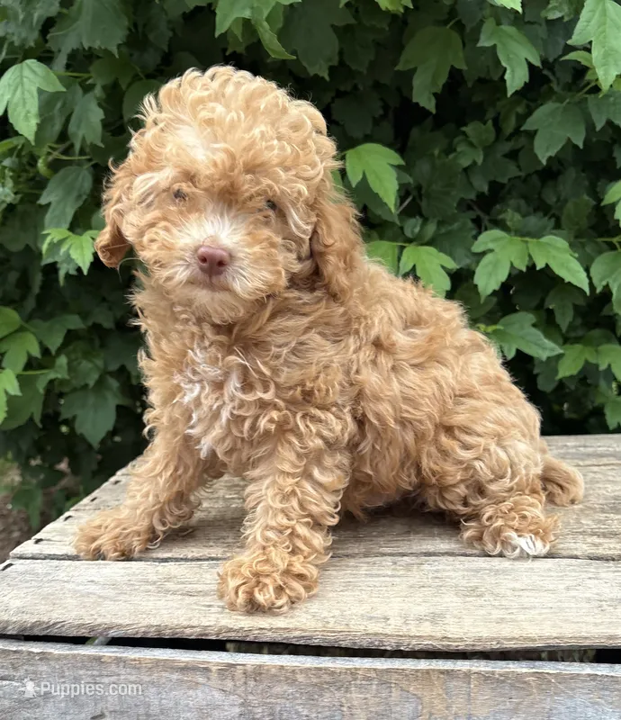 Phoenix  – Poodle - Miniature  puppy for sale in Middlebury, IN