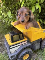 Romeo, a female Dachshund for sale in Middlebury, IN – 2 of 5