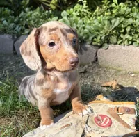 Finn, a male Dachshund for sale in Middlebury, IN – 2 of 5