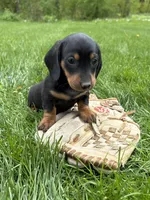 Hiram, a male Dachshund for sale in Middlebury, IN – 4 of 4
