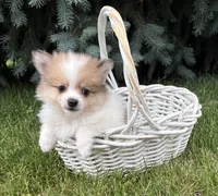 Knox , a male Pomeranian for sale in Middlebury, IN – 2 of 3